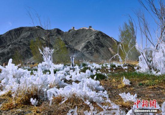 图为因气温下降形成的冰花。 师永红 摄