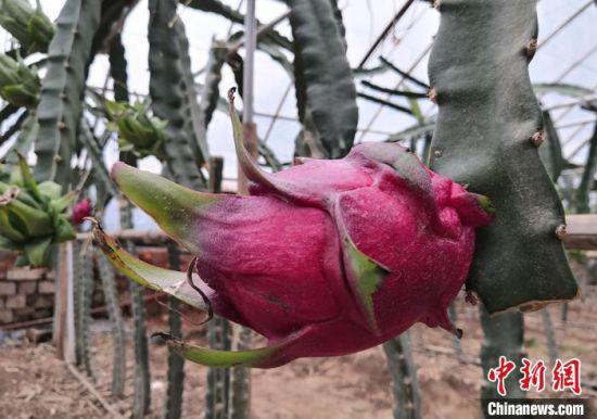 图为现代农业科技示范园种植火龙果逐渐成熟。