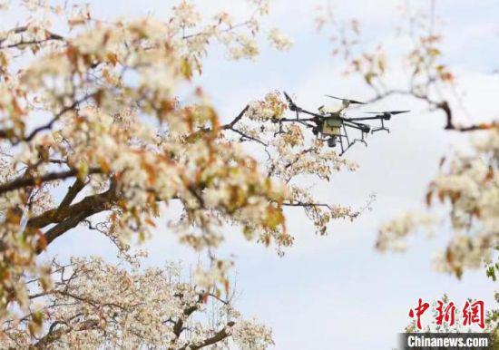 图为古梨园利用无人机飞播技术防治病虫害。 高展 摄