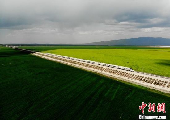 2020年3月，兰新高铁动车穿越祁连山下的油菜花海。（资料图）　杨艳敏　摄
