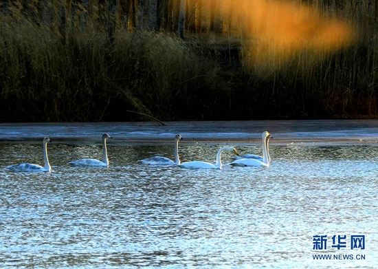 甘肃张掖：生态湿地美 候鸟翩跹至