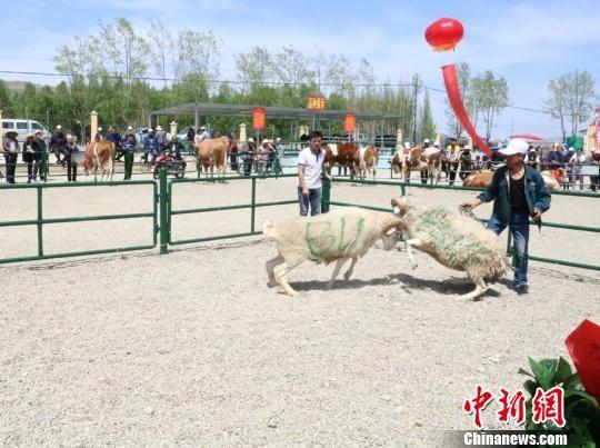 除赛牛、相牛活动外,还有精彩的斗羊活动。 马晓春 摄