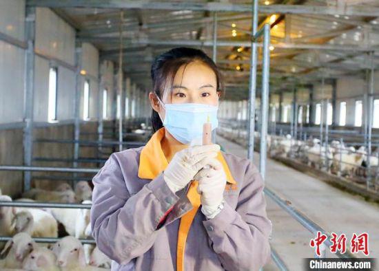 25岁的女大学生肖静目前是一家肉羊养殖专业合作社的技术员。