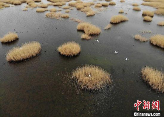 图为甘肃武威市民勤县青土湖碧波荡漾水鸟云集。(资料图) 杨艳敏 摄