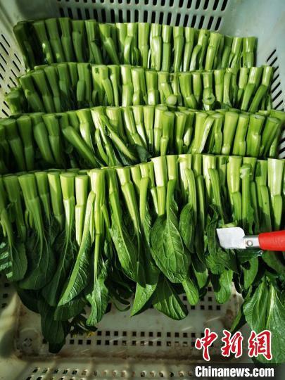 图为采摘摆放于篮子里的菜心。