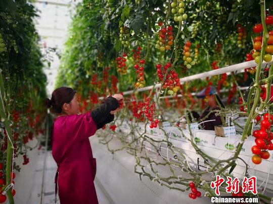 图为工作人员打理番茄。 崔琳 摄