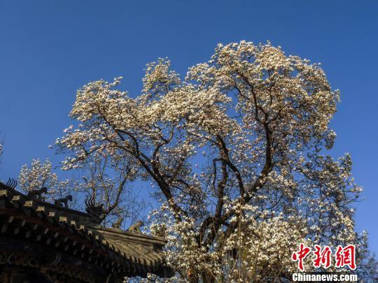 玉兰花娇羞绽放颜白如玉。 陈治平 摄