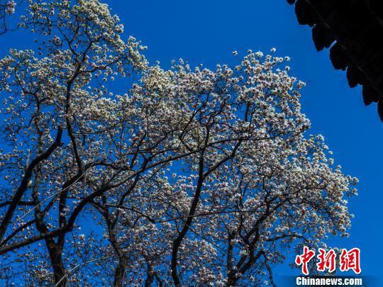 玉兰花争相开放,逐渐进入盛花期,格外美丽。 陈治平 摄