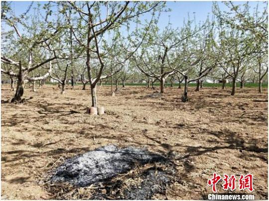 图为甘肃庆阳市西峰区村民采用“熏烟法”减轻苹果冻害。 焦美玲 摄