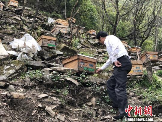 近日,在甘肃陇南市武都区深山中,养蜂人正忙着照料蜂箱。 徐雪/摄
