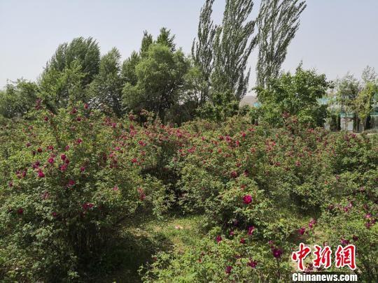 目前,永登县苦水玫瑰种植面积达到11.5万亩,种植以苦水镇为主,辐射带动周边8个乡镇,玫瑰鲜花年产量2460万公斤。 杜萍 摄