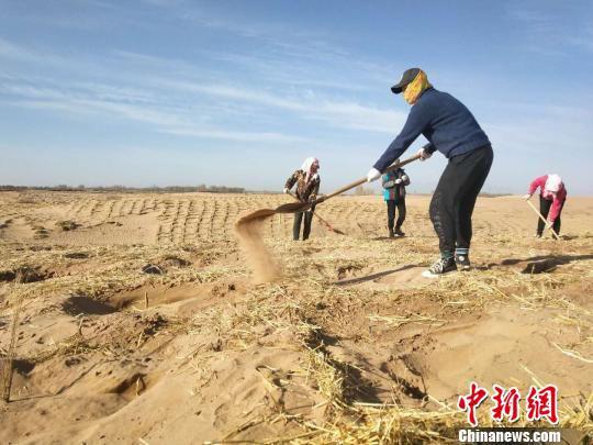 图为志愿者在民勤压沙。(资料图) 钟欣 摄