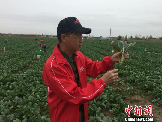 6月10日,金昌市金从玉农业科技发展有限公司的负责人杨健尊在万亩绿色供港蔬菜基地采摘的油菜。 郭蓉 摄