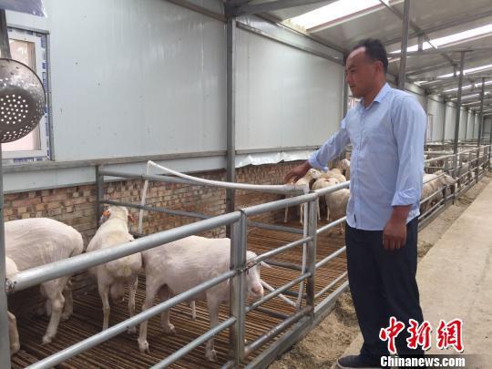 甘肃庆城县驿马镇杨湾村李小军的农民专业合作社带动村里贫困农户以羊只和土地入股,教村民养羊技术,使村里的贫困农户稳步脱贫。图为李小军正在标准化羊舍里向羊只供应水。 侯志雄 摄