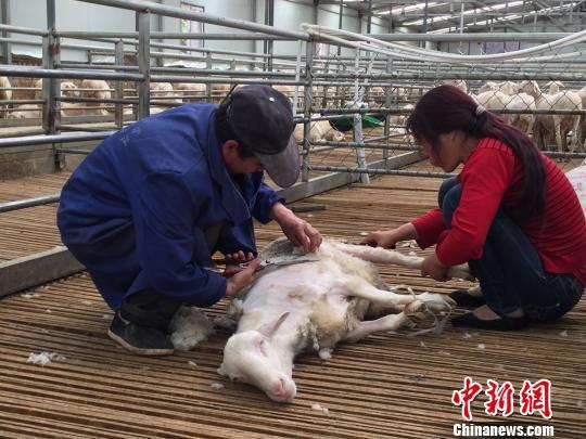庆城县驿马镇杨湾村村民除了以羊只和土地入股合作社享受分红外,还在合作社打工挣钱。图为村民们正在为羊只剪毛。 侯志雄 摄