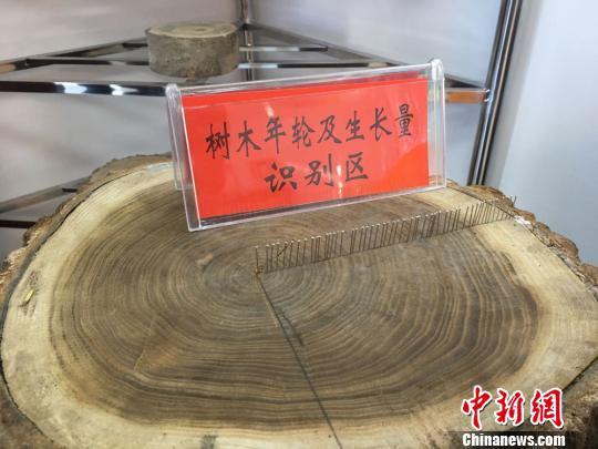 通过树木年轮的直观展示,告诉学生有关植物知识。 张婧 摄