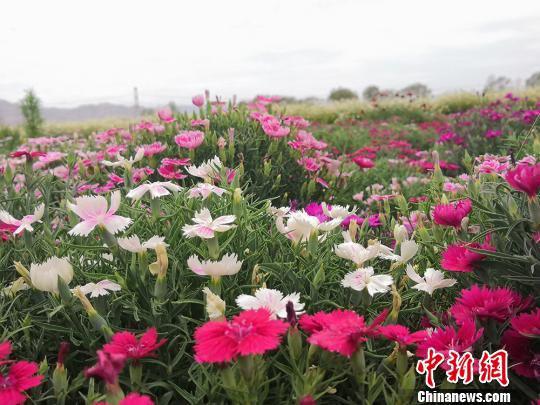 23日,甘肃武威市普康田园综合体内姹紫嫣红,百花争奇斗艳。闫姣 摄 闫姣 摄