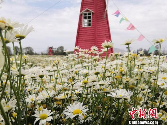 图为大片鲜花一齐盛开,如同“花海”。 闫姣 摄
