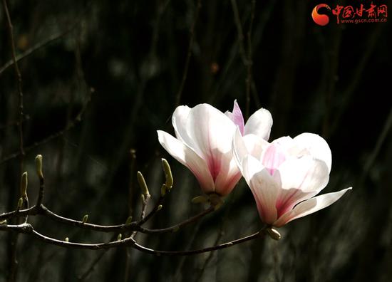 玉兰花开的时节快要过了,但它们依旧开得轰轰烈烈,让人陶醉。