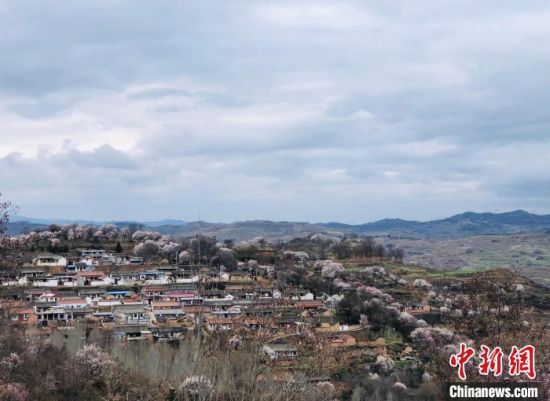 图为2021年3月,甘肃天水一处山村被杏花包裹。(资料图) 王选 摄
