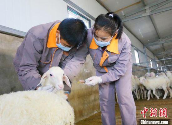 “90后”环县籍大学生苏涛(左)与同事正在给羊只注射疫苗。