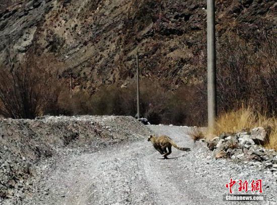 此次雪豹踪影重现,反映了祁连山国家级自然保护区在生态环境改善、生物多样性保护方面取得成。武雪峰 摄
