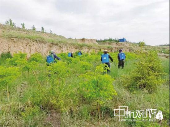 图为充满绿意的西山岭。周栋楠 摄