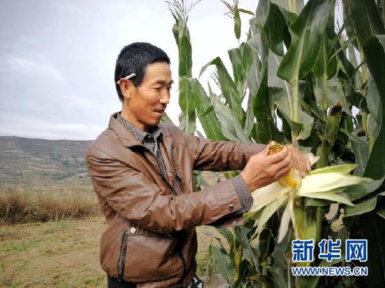 王仲祥在地里掰玉米,满眼是丰收的喜悦。
