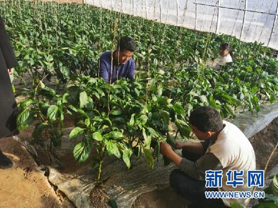 花儿新村农民正在劳动。(照片由受访者提供)