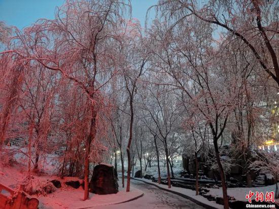 图为雪落在树木上。 张宏 摄
