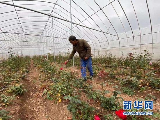 方万录在打理玫瑰花田。新华网发(王朋 摄)
