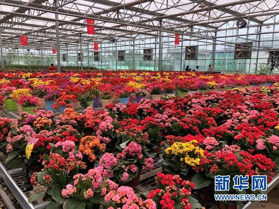 临夏县百益花卉基地