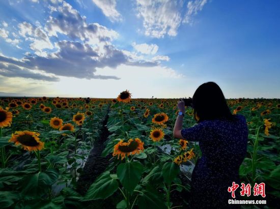 图为夕阳西下,万亩向日葵吸引游人观赏拍照。陈兴明 摄