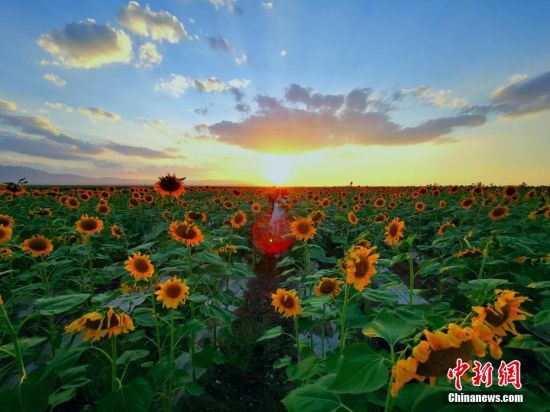 图为夕阳下,在向日葵花海拍照留念的游人。陈兴明 摄