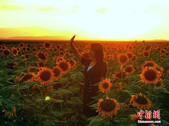 8月12日晚，夕阳西下，甘肃省金昌市市区北部的万亩葵花规模化种植基地，沐浴在夕阳中的向日葵满目金黄。