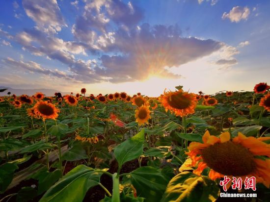 这是继紫金花海之后,金昌市区新的金色花海景观。陈兴明 摄