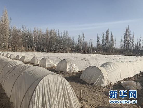 甘肃省敦煌市黄渠镇的瓜田中搭起的“小拱棚”。 新华社记者周啸天 摄
