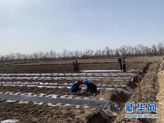 甘肃省敦煌市黄渠镇的瓜农正在做搭“小拱棚”前的准备工作。 新华社记者侯韶婧 摄
