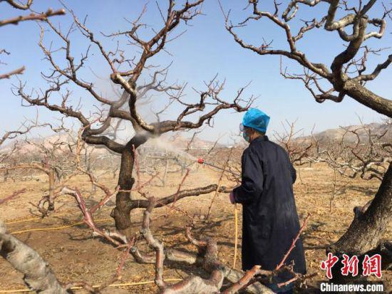 立春以来,天气渐暖。“十里桃乡”兰州安宁堡桃树复耕开始。图为2月26日,桃农喷洒农药,防治病害。 张婧 摄