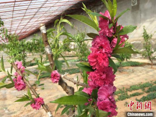 图为安宁堡桃基地温室大棚种植1年生桃树开花。 张婧 摄