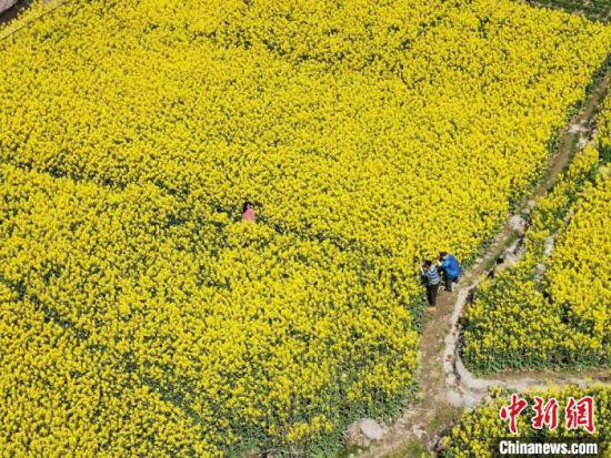 图为游人在油菜花中赏玩拍照。 殷春永 摄