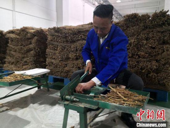9月1日,甘肃琦昆建设的中药材仓储物流基地工作人员正在加工中药材。