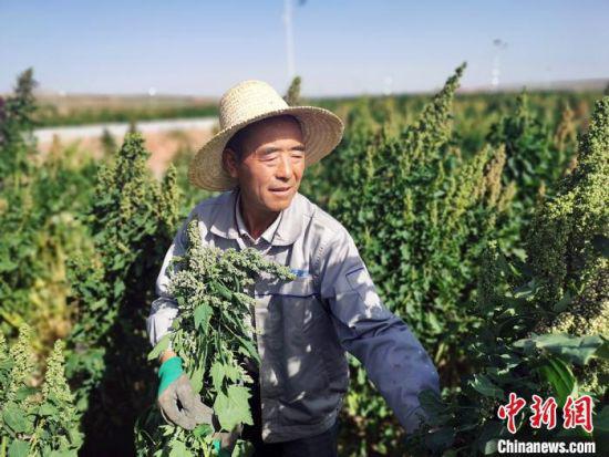 甘肃武威市天祝藏族自治县大沟兴隆种植养殖专业合作社理事长文玉廷正在打理自家藜麦地。