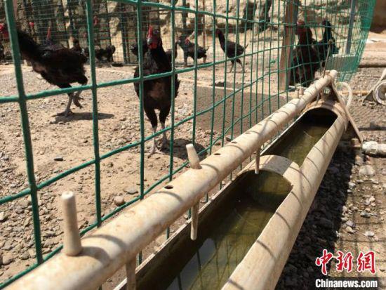 图为村民刘剑伟成立的养殖场中,用自来水饲养的黑乌鸡。