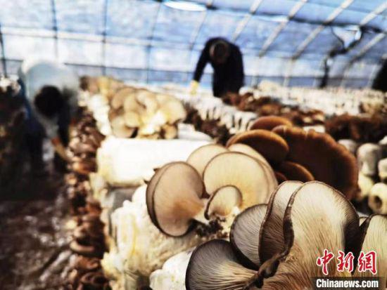 春节前夕,武威凉州区韩佐镇头畦村的食用菌日光温室,农民正在采摘蘑菇。 史静静 摄