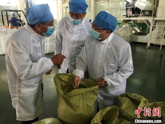 兰州海关所属平凉海关工作人员检疫查验出口瓜子仁。 程文波 摄