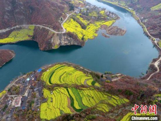 图为甘肃陇南市文县的斜坡陡地上,油菜花盛开点缀山体。(资料图) 冉创昌 摄