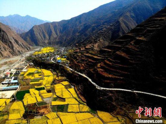 图为甘肃省陇南市初春山谷中盛开的油菜花。(资料图) 李亚龙 摄