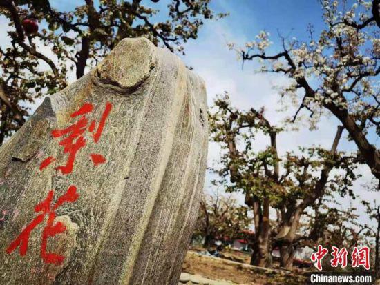 “世界第一古梨园”位于兰州什川镇,连片梨园面积超万余亩,现存百年以上的古梨树9000余株。 史静静 摄
