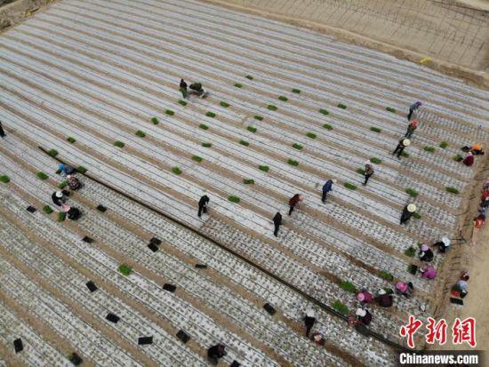 图为金崖镇高原夏菜种植基地。 杨艳敏 摄